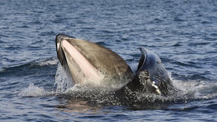 Тур по Золотому кругу и наблюдение за китами